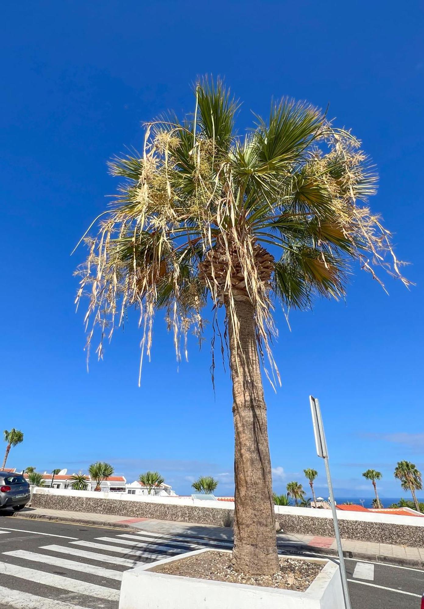 Apartamento El Paraiso Costa Adeje  Exteriör bild